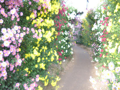 花の写真
