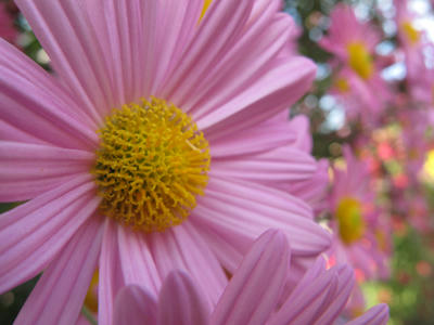 花の写真