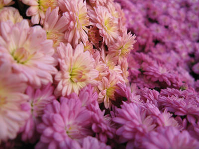 花の写真