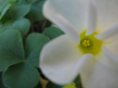 花の写真
