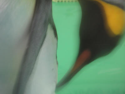 ペンギンの写真