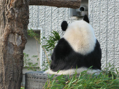 パンダの写真