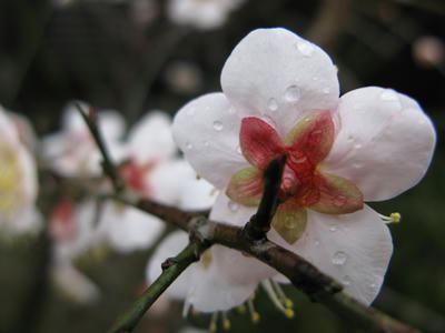 梅の花の写真