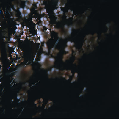 梅の写真