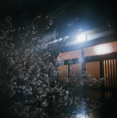 梅の写真