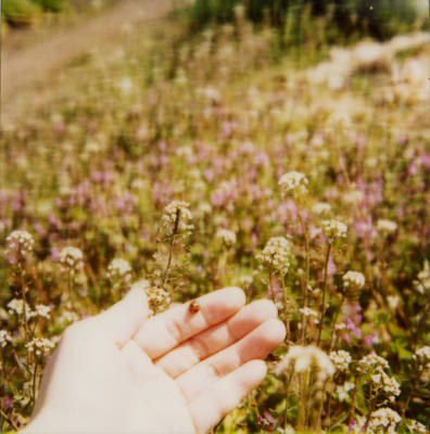 てんとう虫の写真