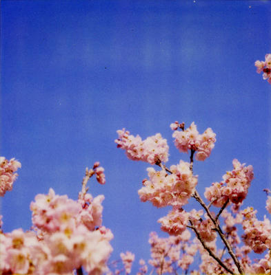 雪割り桜の写真