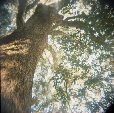 大木の写真