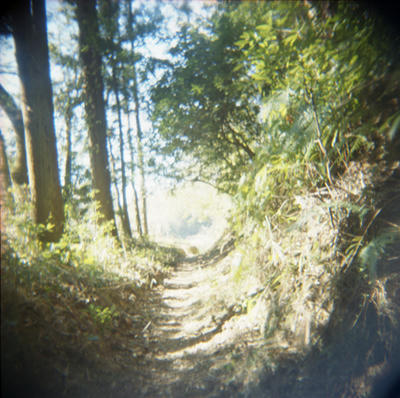 森のトンネルの写真