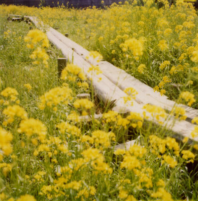 菜の花畑の写真