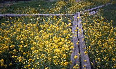 菜の花の写真