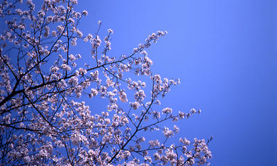 桜の木の写真