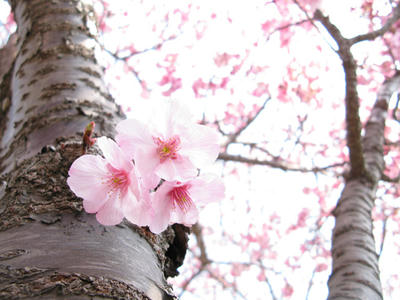 桜の写真