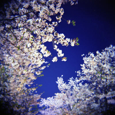 夜桜の写真