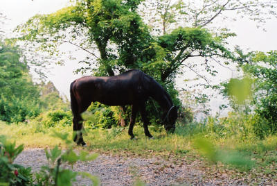 馬の写真