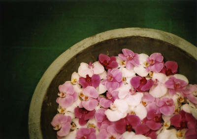 花の写真