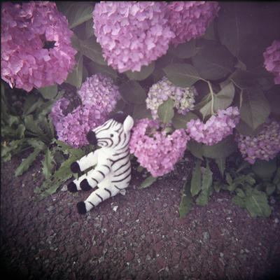 紫陽花の写真