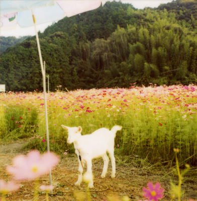 白ヤギの写真