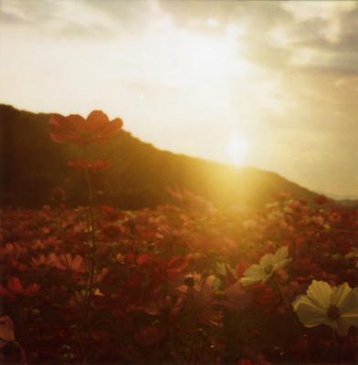夕焼けコスモスの写真