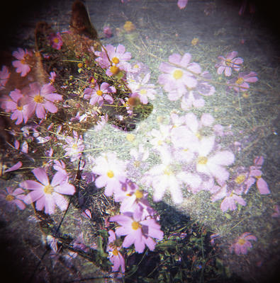 ぷくの写真