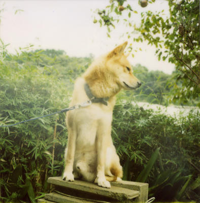 プクの写真
