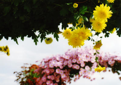 菊の写真