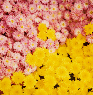 花の写真