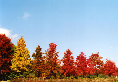 紅葉の写真