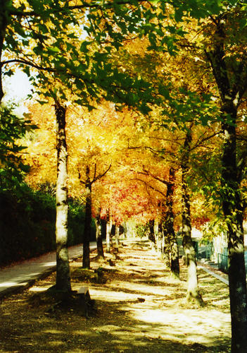 紅葉の写真