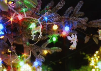 クリスマスの写真