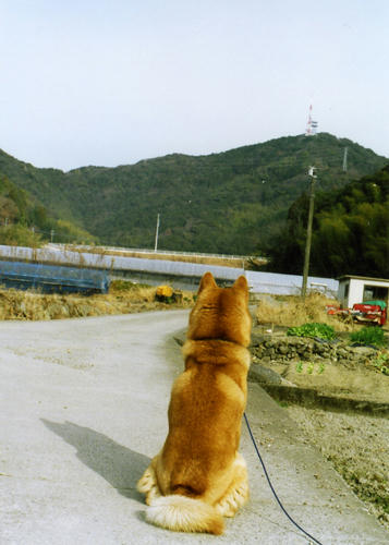 プクの背中の写真
