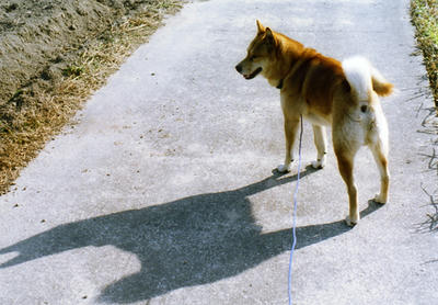 プクの影の写真