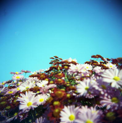 菊の花の写真