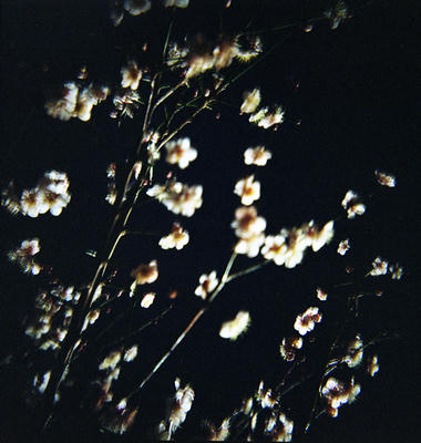 梅の写真
