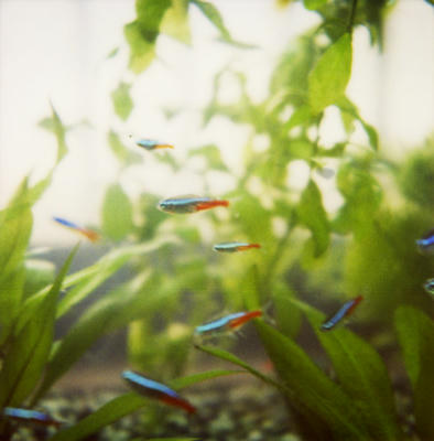 熱帯魚の写真