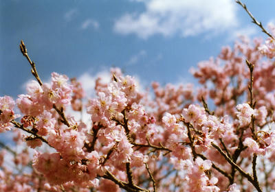 雪割桜の写真