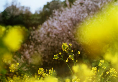 菜の花の写真