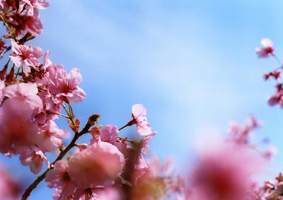 花の写真