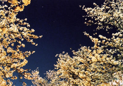 桜の川の写真