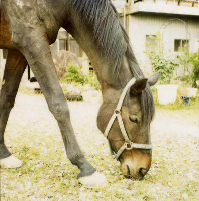 馬の写真