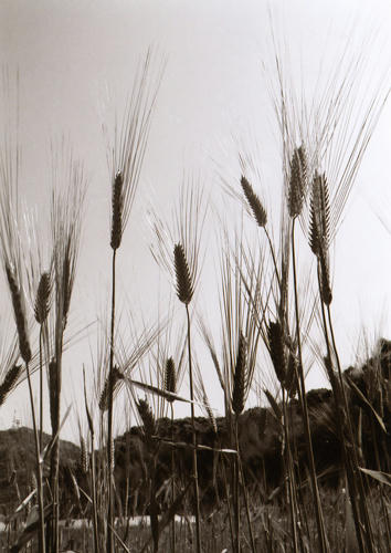 麦の写真