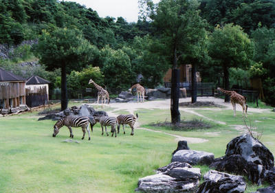 シマウマの写真