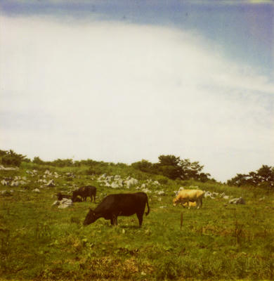 牛の写真