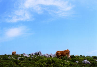 牛の写真