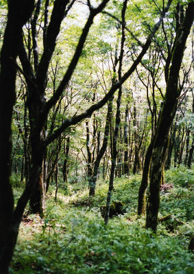 森林の写真