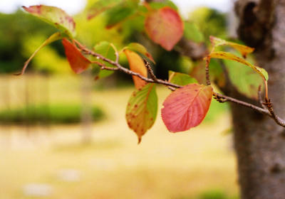 紅葉の写真