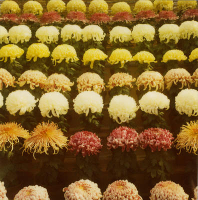 菊の写真