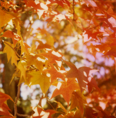 紅葉の写真