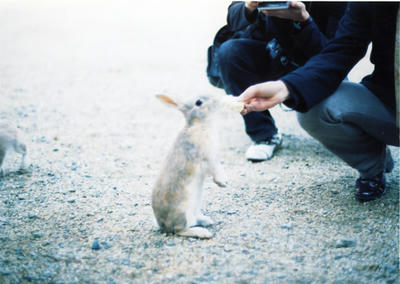 ウサギの写真