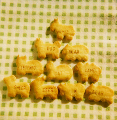 クッキーの写真